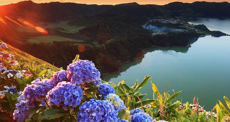 Hermosa vista de un paisaje costero con hortensias y luz del atardecer.