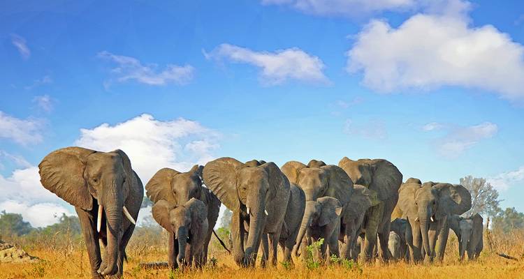 Afrique du Sud, Zimbabwe et Botswana - Gebeco 2