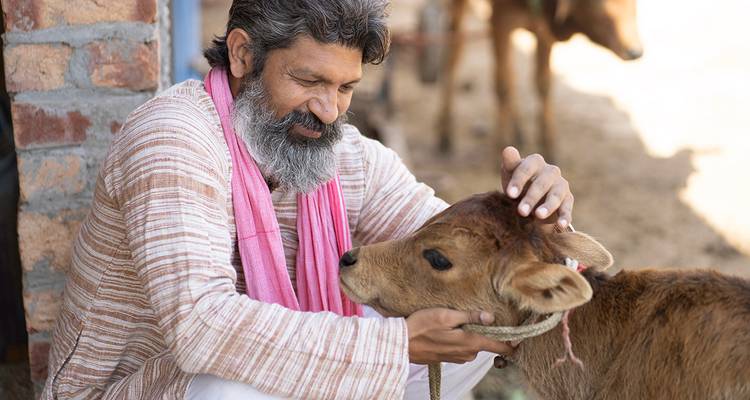 Homme caressant tendrement un veau dans un cadre rural.