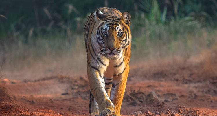 india - Where the Wild Animals live - Gebeco 5