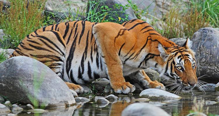 india - Where the Wild Animals live - Gebeco 2