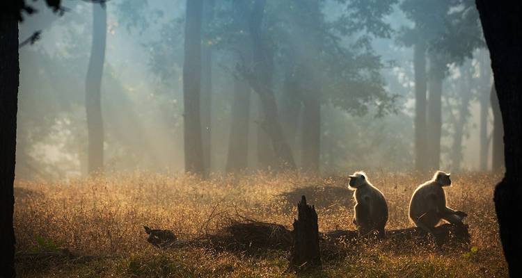 india - Where the Wild Animals live - Gebeco 3