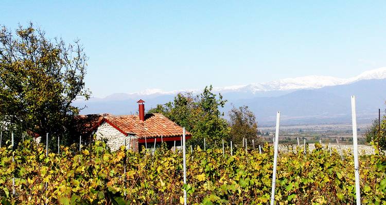 Weinberg mit Bergen in der Ferne.