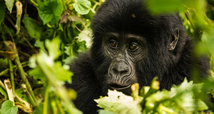 Uganda - En la tierra de los gorilas de montaña - Gebeco 1