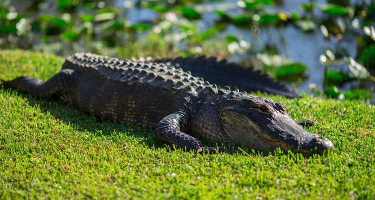 Florida ─ the Highlights of the Sunshine state - Gebeco 3