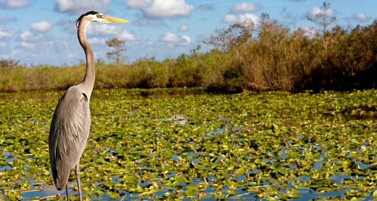 Florida ─ the Highlights of the Sunshine state - Gebeco 4