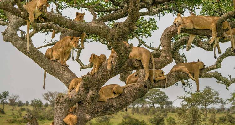 4-Day Serengeti Ngorongoro and Tarangire Camping Marvel - Spirit of Kilimanjaro 4