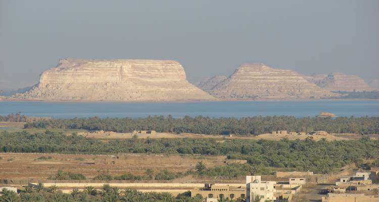 Palmbomen met een woestijnachtergrond.