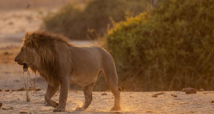 Löwe, der durch eine trockene, buschige Landschaft wandelt.
