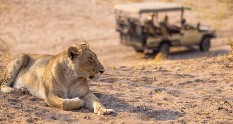 Löwin ruht mit einem Safari-Fahrzeug im Hintergrund.