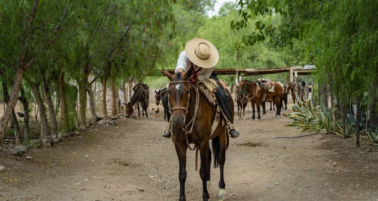 Person zu Pferd in ländlicher Umgebung.