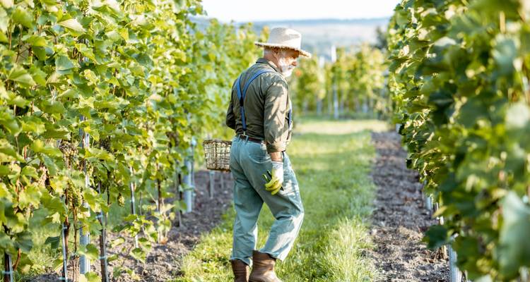 Person, die mit einem Korb durch einen Weinberg geht.