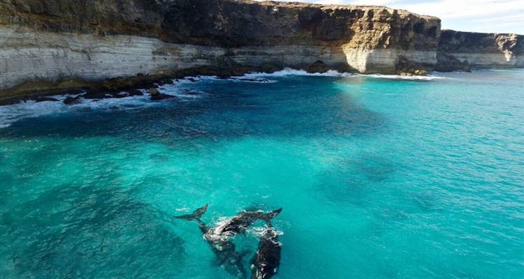 Australie occidentale : Perth, Kalbarri, Monkey Mia, Coral Bay, Exmouth et Geraldton - 7 jours - Receptivo Aborigen Tours 10