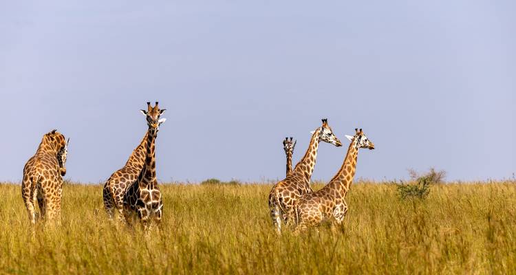 Southern Africa Safari Adventure - Tours of Distinction 6