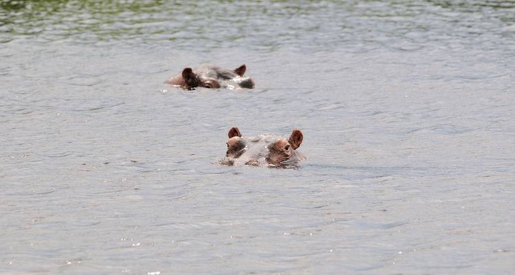 Hippos partiellement immergés dans l'eau.