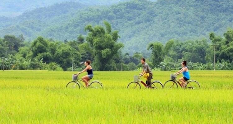 Des gens qui font du vélo à travers de luxuriants champs verts.