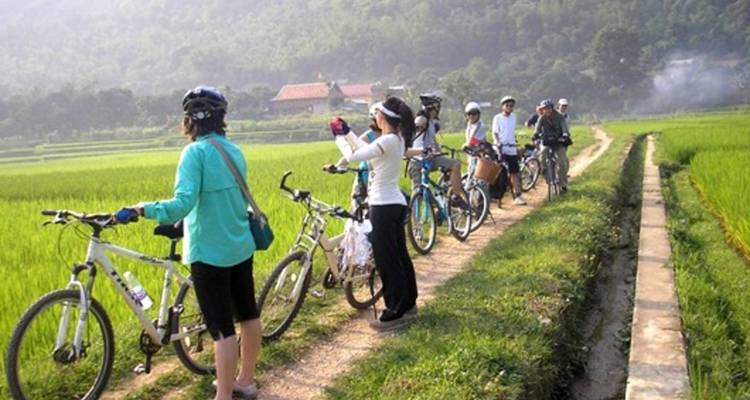 Groupe de cyclistes sur un sentier à travers des rizières.