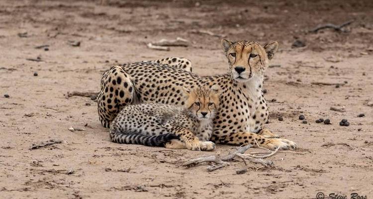 Camping privé de 4 jours dans le Serengeti, le Ngorongoro et le Tarangire - Spirit of Kilimanjaro 9