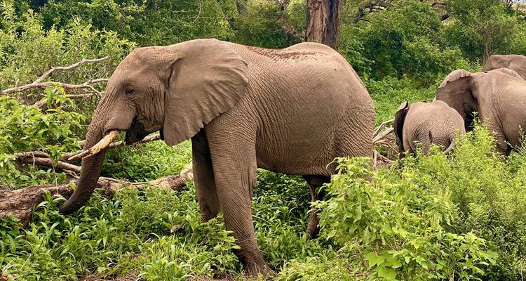 Camping privé de 4 jours dans le Serengeti, le Ngorongoro et le Tarangire - Spirit of Kilimanjaro 8