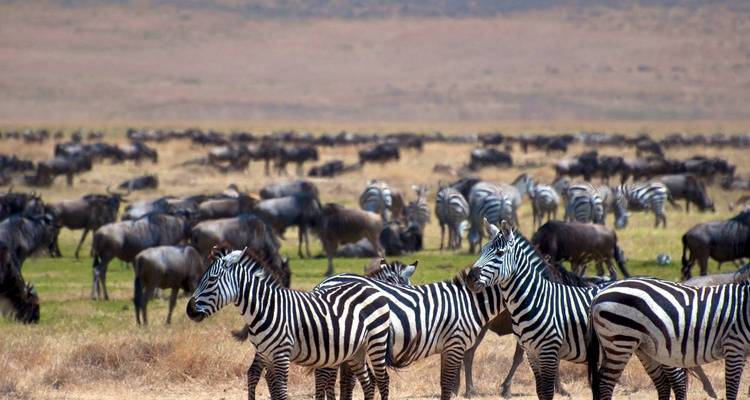 Maravilla de acampada de 2 días en Tarangire y Ngorongoro - Spirit of Kilimanjaro 1