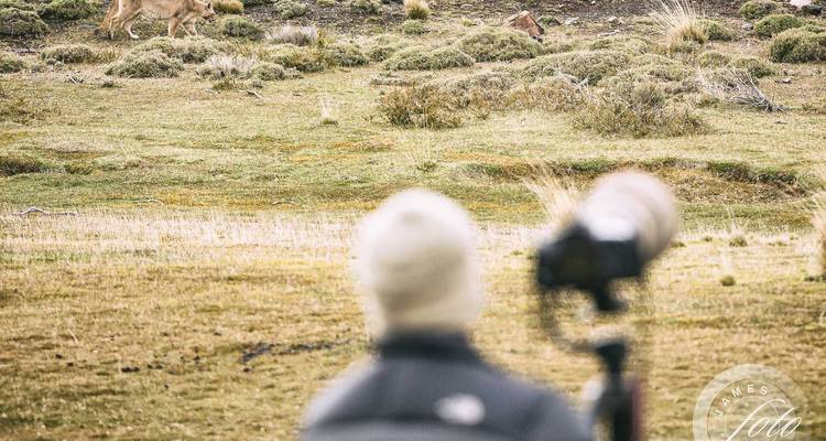 Rastreo de pumas en la Patagonia: Aventura de 1 día en Torres del Paine - FlashpackerConnect 2