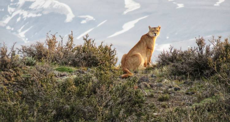 Rastreo de pumas en la Patagonia: Aventura de 1 día en Torres del Paine - FlashpackerConnect 3