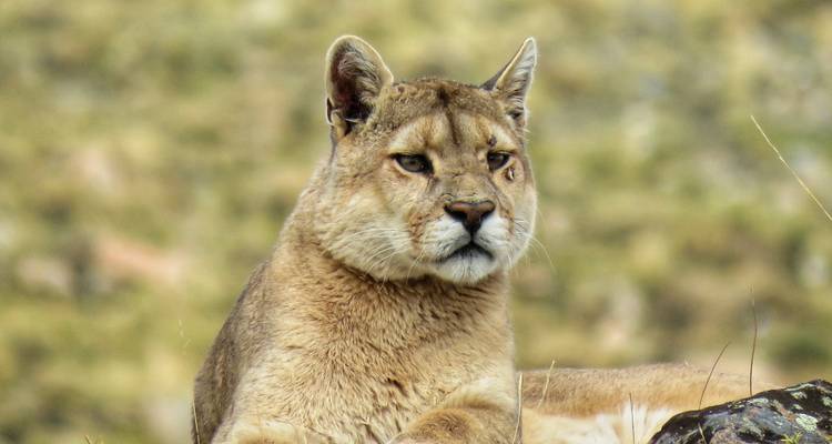 Rastreo de pumas en la Patagonia: Aventura de 1 día en Torres del Paine - FlashpackerConnect 1