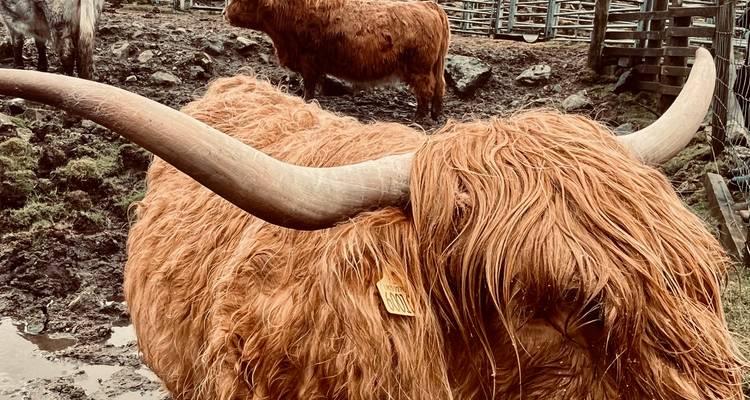From Glasgow: Highland Experience's Scottish Choice - Highland Experience Tours 1
