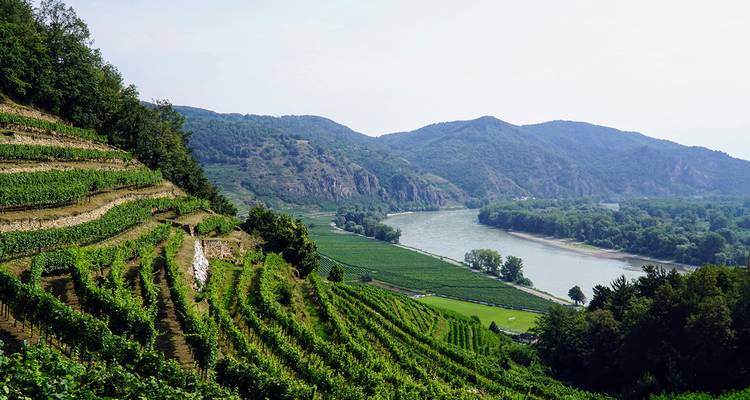 Terrasvormige wijngaarden dalen in trappen af over groene heuvels naar de kronkelende Donau in de Wachau-vallei.