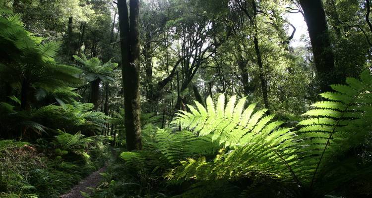 Ultimate North Island - Aventure tout compris - 8 jours - Hiking New Zealand 4