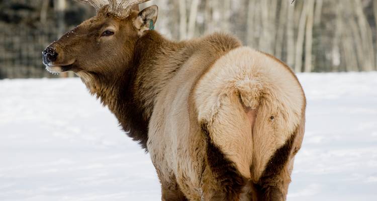Gros plan d'un élan debout dans la neige.