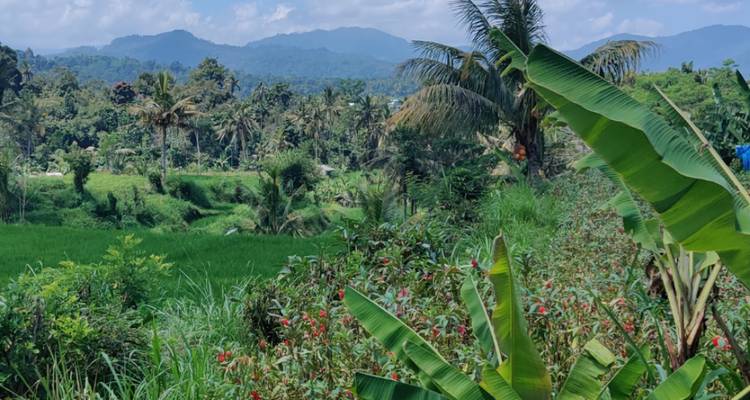 3 jours d'escapade de luxe à Munduk Bali - My Bali Road Trip 3