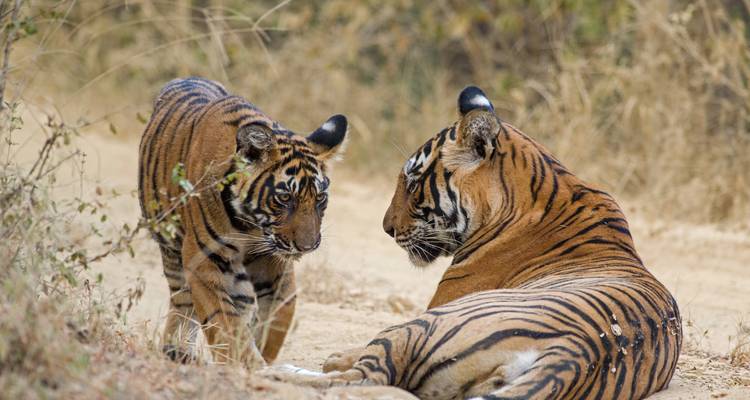 Extensión del Safari de Delhi a la Reserva del Tigre de Ranthambore: Una aventura salvaje de 3 días - Agora Voyages OPC Pvt Ltd 2