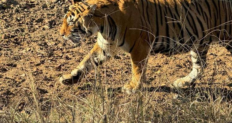 Tigre marchant à travers un terrain sec et herbeux.