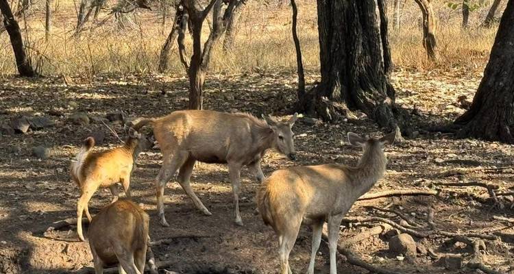 Groupe de cerfs broutant dans une clairière de forêt.