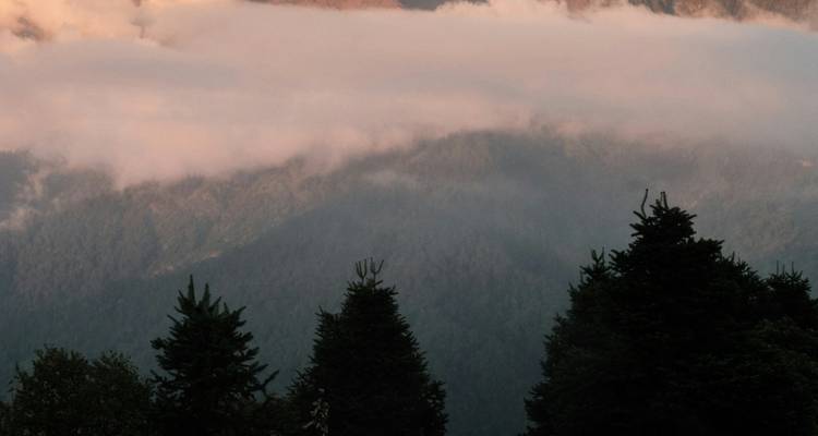 Dennenbomen met mist en bergen op de achtergrond.