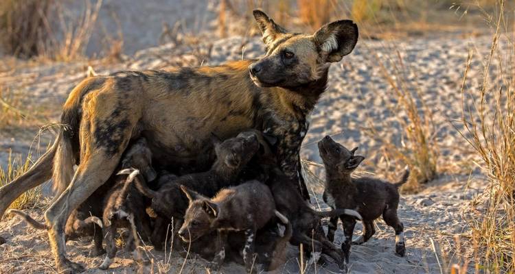 Safari de 8 días a la Migración del Serengeti: Sigue el viaje de los ñus - Professional Safari Africa 3
