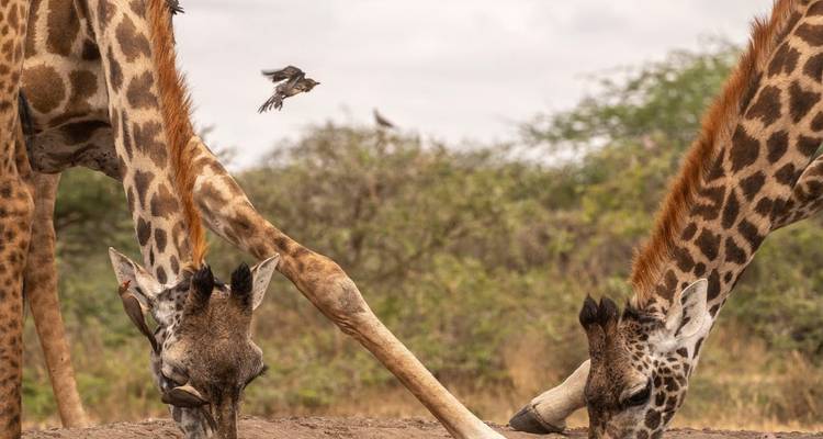 Safari de 8 días a la Migración del Serengeti: Sigue el viaje de los ñus - Professional Safari Africa 7