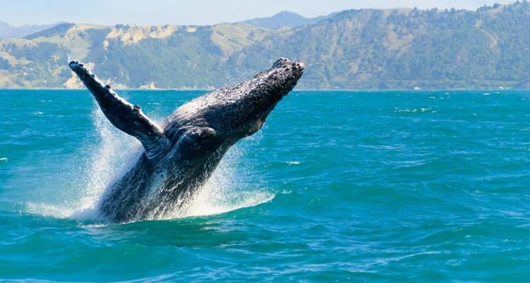 USA - Hawai: Tropical Dreams - 5 days - Receptivo Aborigen Tours 6