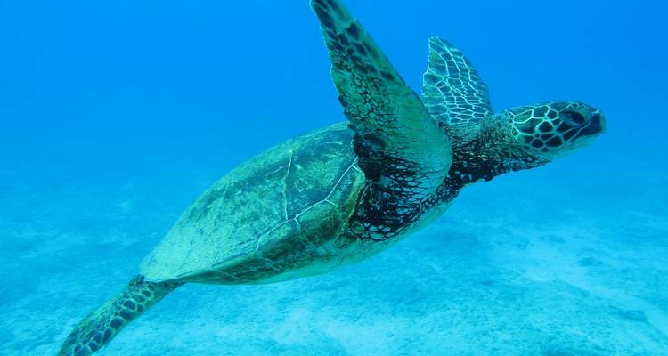 USA - Hawai: Tropical Dreams - 5 days - Receptivo Aborigen Tours 7