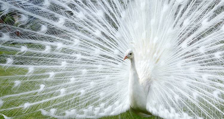 Pavo real blanco desplegando sus plumas sobre la hierba.
