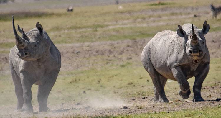 Lo más destacado del safari de lujo en Tanzania - Professional Safari Africa 2