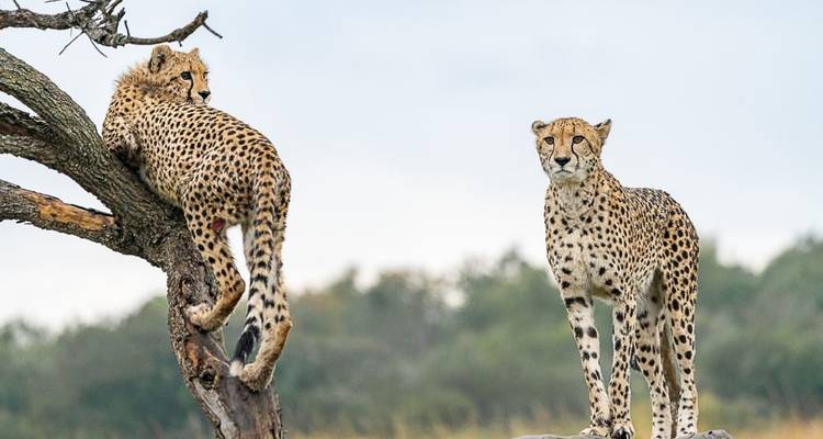 Lo más destacado del safari de lujo en Tanzania - Professional Safari Africa 3