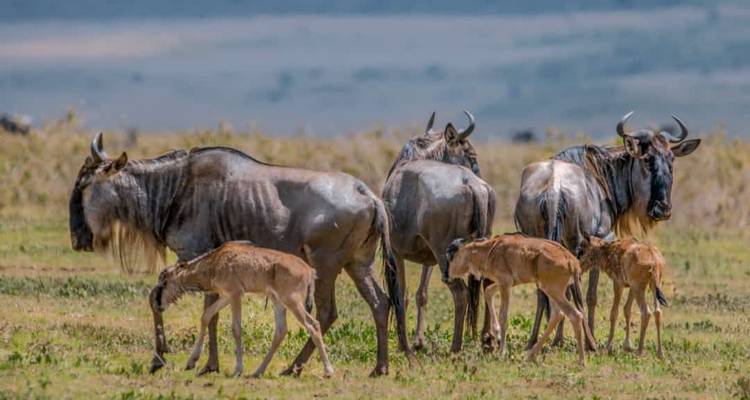 Lo más destacado del safari de lujo en Tanzania - Professional Safari Africa 6