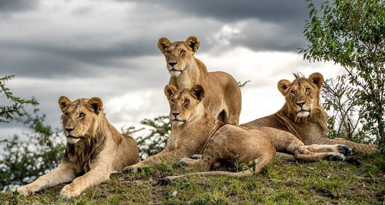 Lo más destacado del safari de lujo en Tanzania - Professional Safari Africa 7