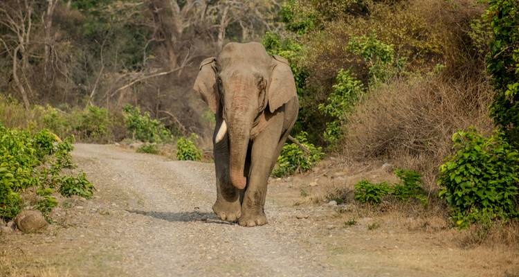 Wild Aziatische olifant die over een stoffig reservaatpad loopt omzoomd met groen struikgewas en bomen.