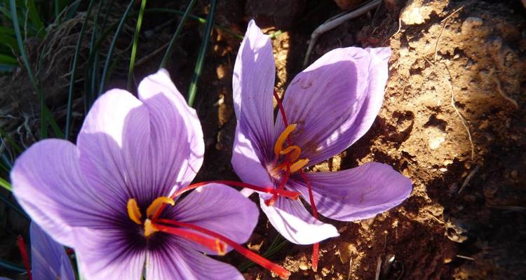 Close-up of saffron flowers growing on the ground.