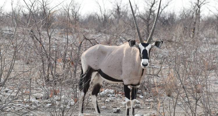 Safari de 3 jours à Etosha - Knap Tours Limited 1