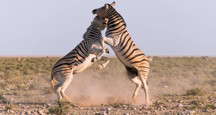 Safari de 3 jours à Etosha - Knap Tours Limited 2