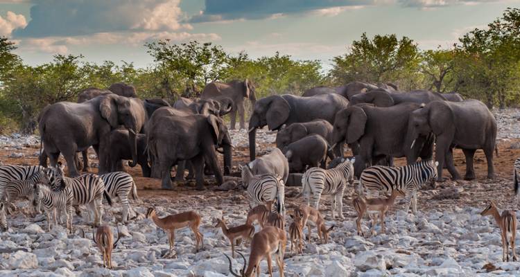 Safari de 3 jours à Etosha - Knap Tours Limited 3
